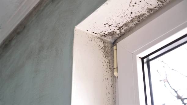 Best Residential Mold Remediation in Black Forest, CO